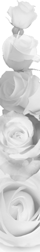 roses, from bud to fully open